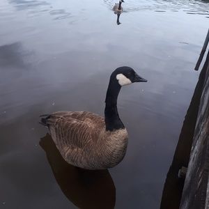 Meet your Posher, Karra